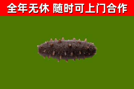 遂平烟酒回收干海参.jpg